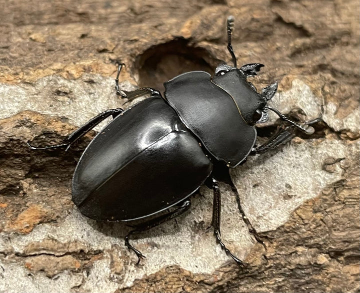 【WD】《プラティノータツヤクワガタ 42mmUP ペア》