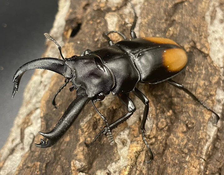 【WD】《パリーフタマタ亜種ディロレイ 65mm ペア》