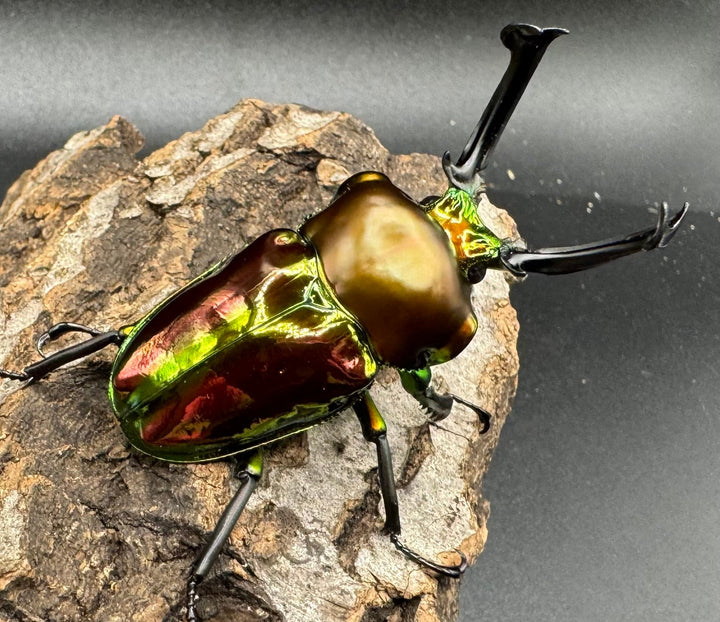 《ニジイロクワガタ 59mm ペア》