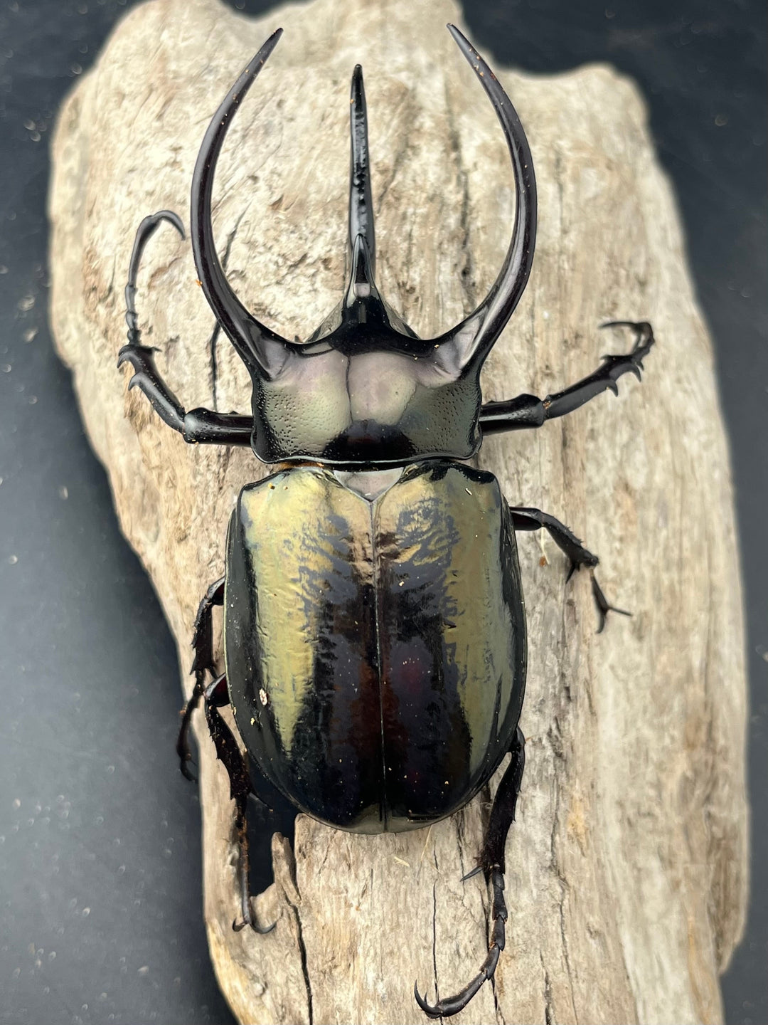 【WD】《ミンダナオアトラスオオカブト マラグサン産 95mm ペア》