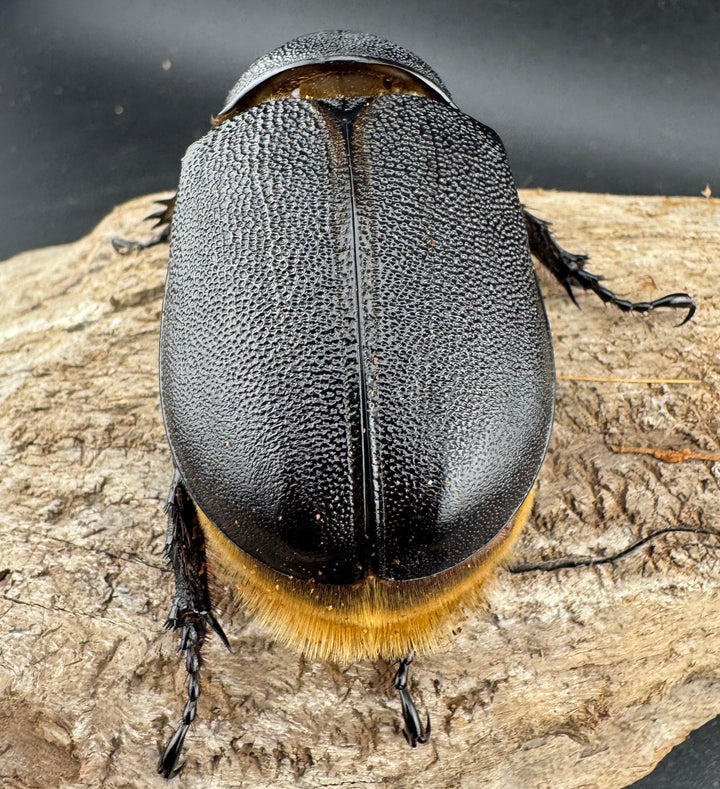 即ブリ《サタンオオカブト 99mm ペア》inohiro109氏ブリード個体