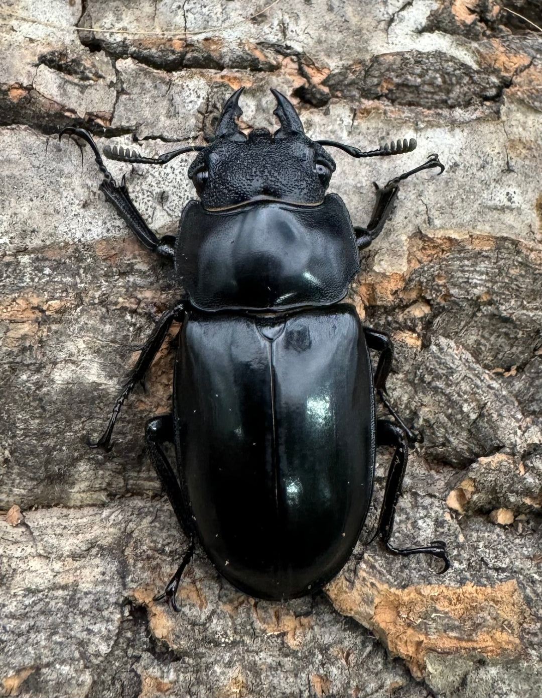 【WD】《セアカフタマタ（パリーフタマタ） 71mm ペア》