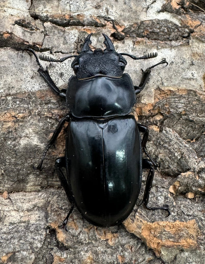 【WD】《セアカフタマタ（パリーフタマタ） 71mm ペア》