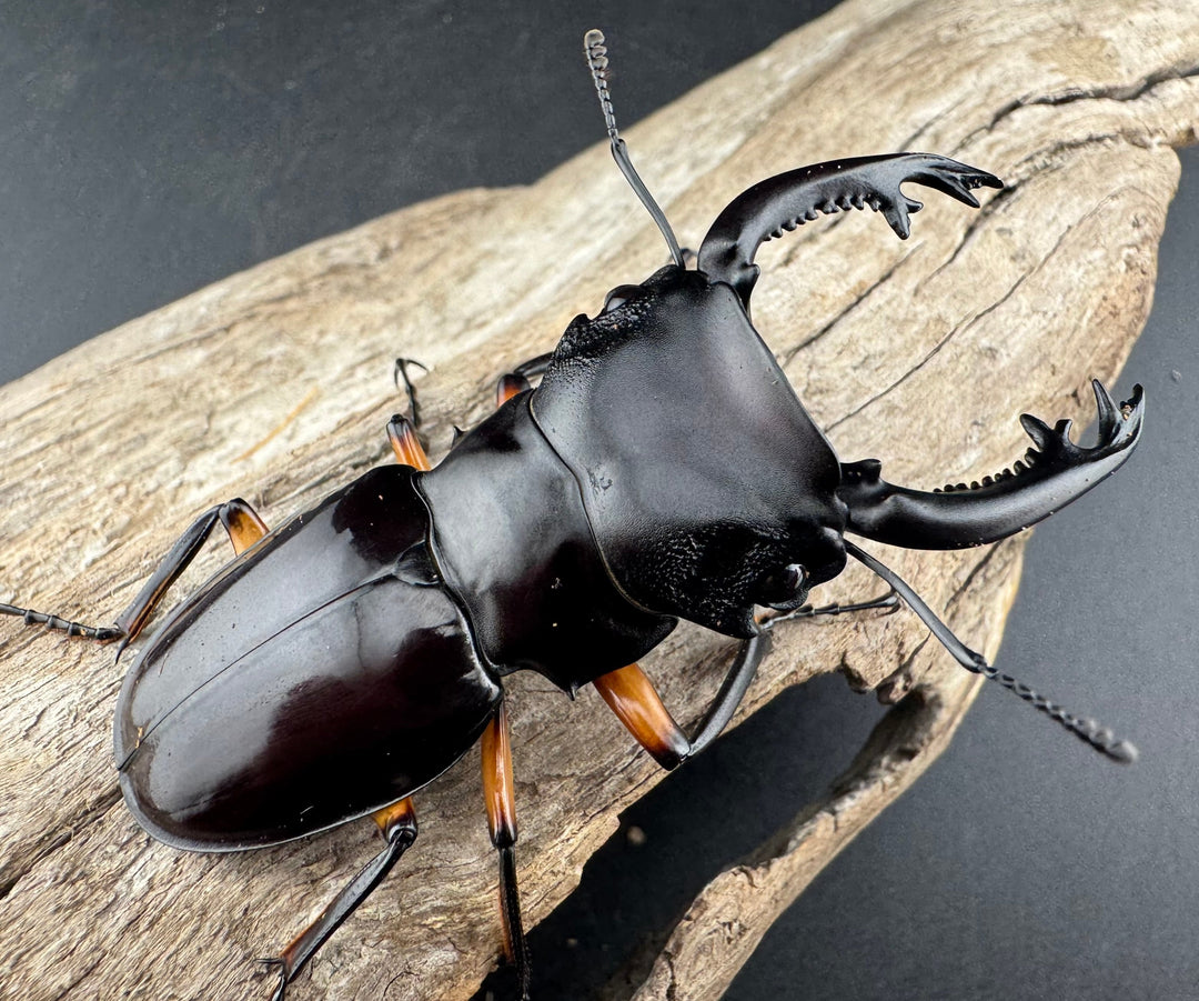 【WD】《インペリアリスツヤ亜種komorii リサル産 64.5mm ペア》