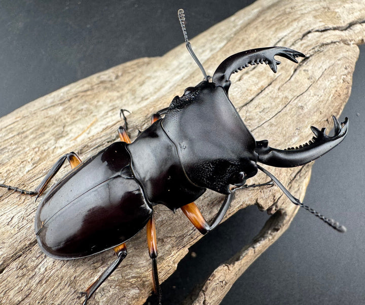 【WD】《インペリアリスツヤ亜種komorii リサル産 64.5mm ペア》