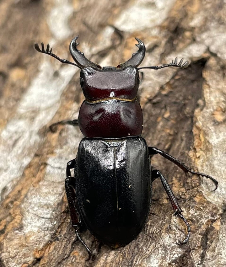 《ミクラミヤマ 神津島産 Free ペア》