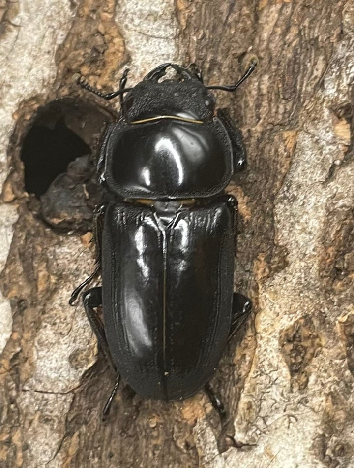 【WD】貴重産地《ドルクス ヤクシャ 30mm ♀単》