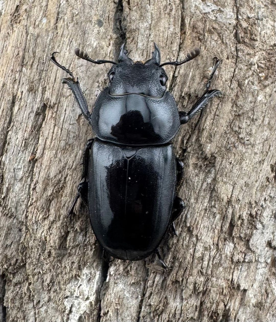 【WD】《フォルフィクラノコギリ原名亜種（マルバネノコギリ） 貴州省産 69mm ♂♀♀トリオ》