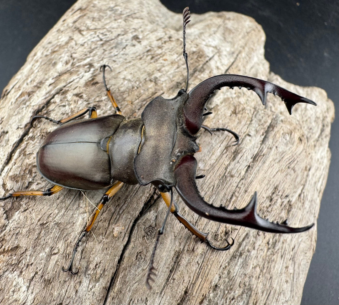 【WD】《フェアメイルミヤマ 雅安市産 54mm ペア》