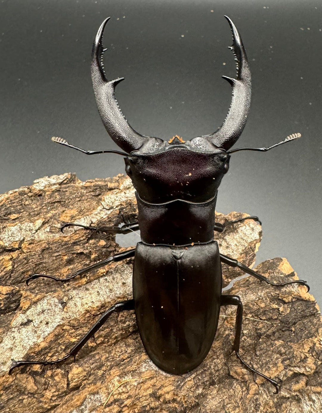 【WD】《マンディブラリスフタマタ 89.5mm ペア》