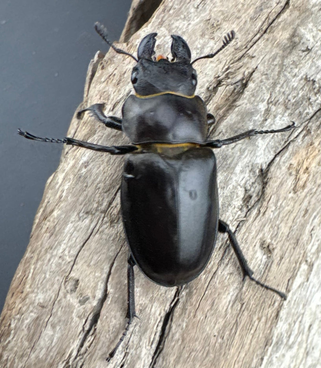 【WD】《フェアメイルミヤマ 雅安市産 58mm ペア》