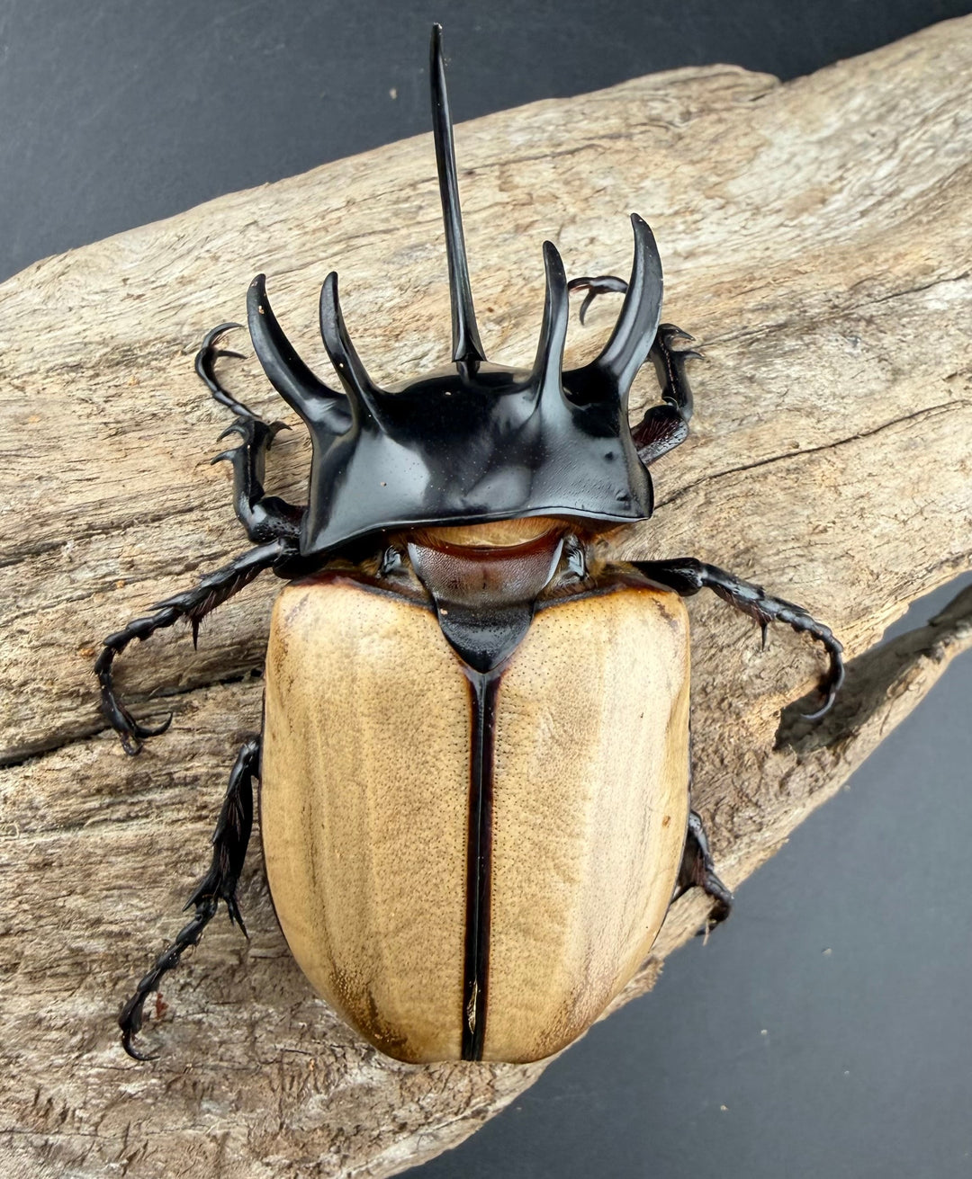 【WD】《ゴホンツノカブト原名亜種 タイ産 83mm ペア》