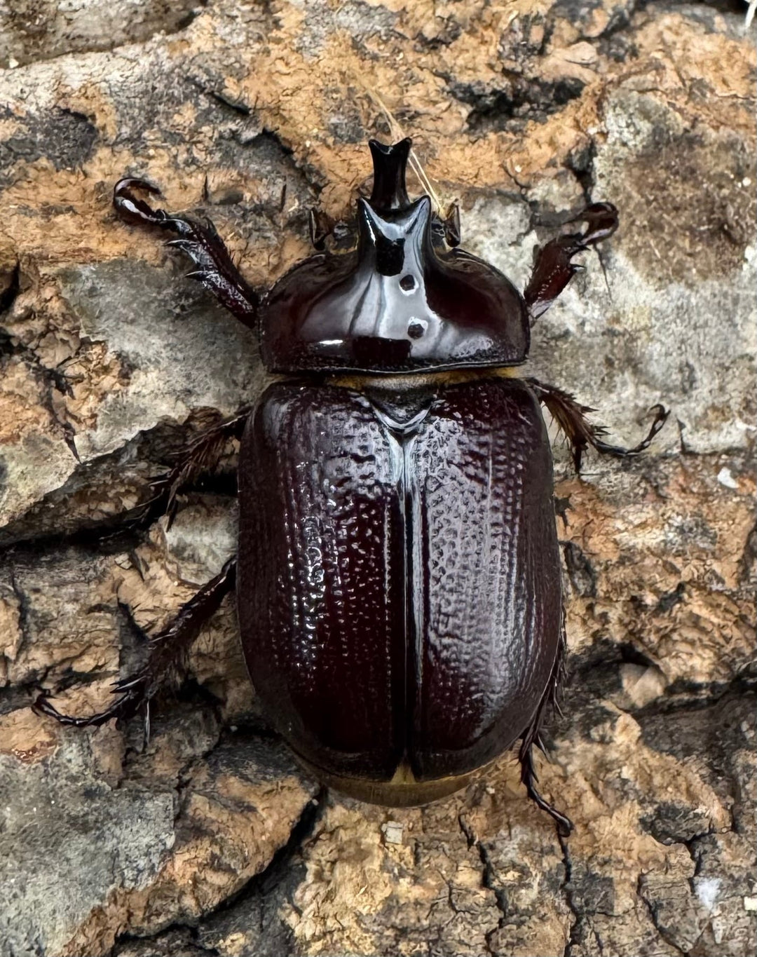 《バラタスサスマタサイカブト Free ペア》