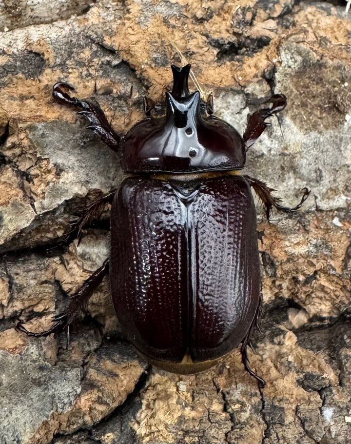 《バラタスサスマタサイカブト Free ペア》