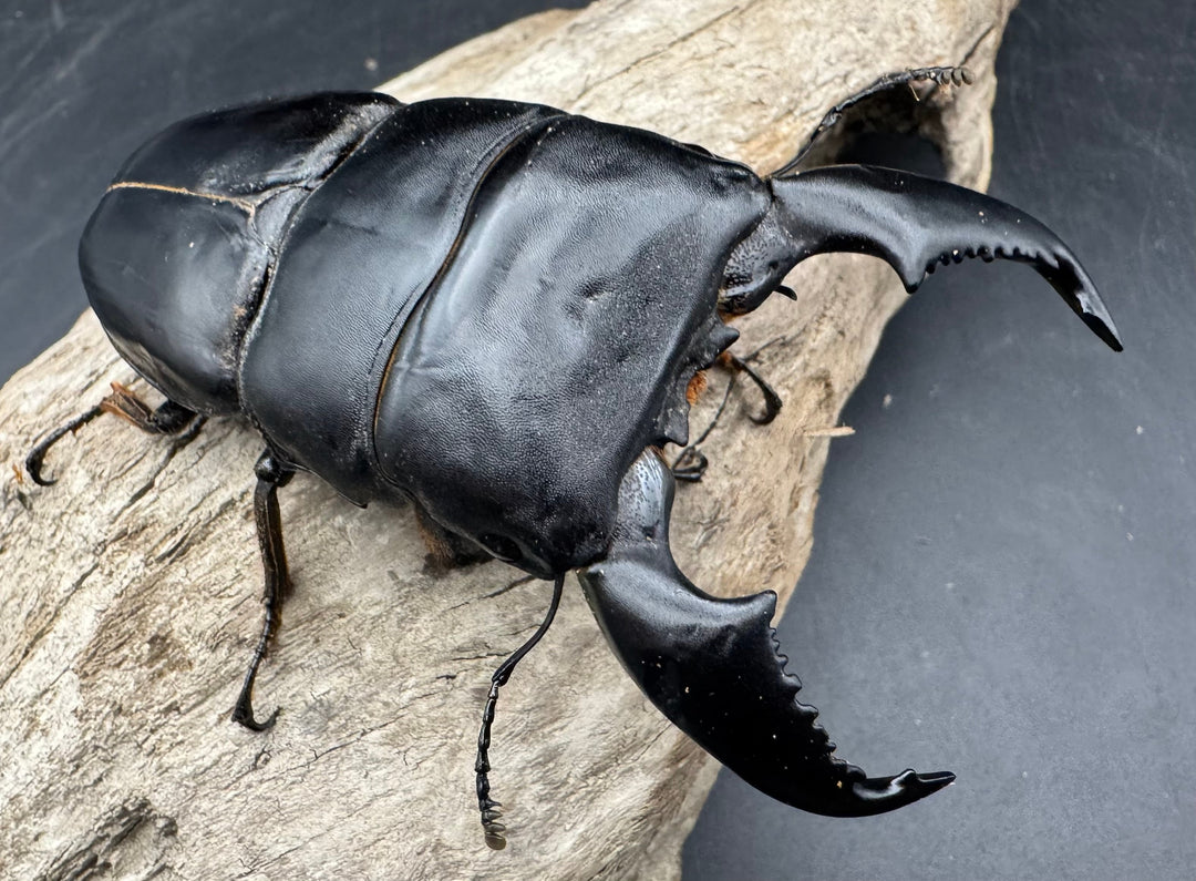 《スマトラオオヒラタ アチェ産 100mm ペア》inohiro109氏ブリード個体