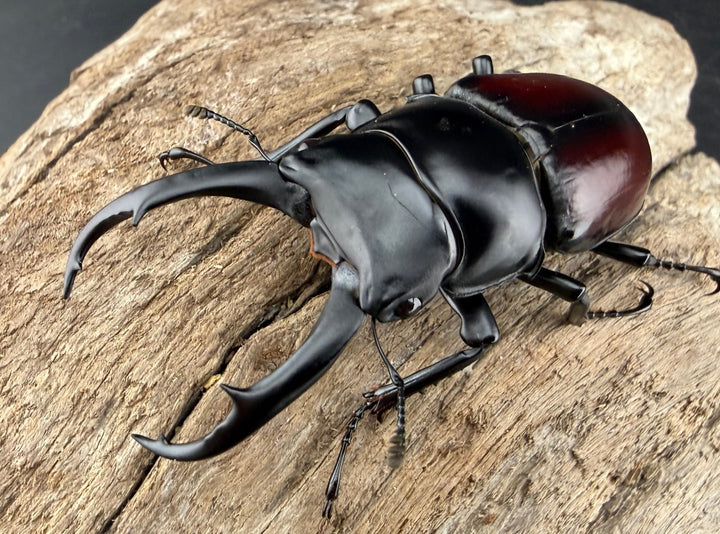 《ドンキエルコクワ原名亜種 ミャンマー産 62.5mm ペア》