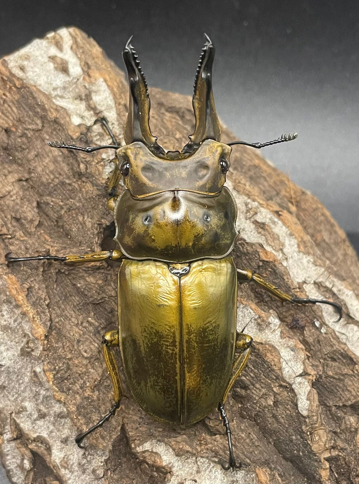 《ババオウゴンオニクワガタ 74.6mm ペア》