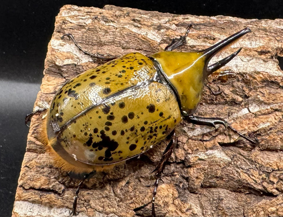 《ミヤシタシロカブト Free ペア》