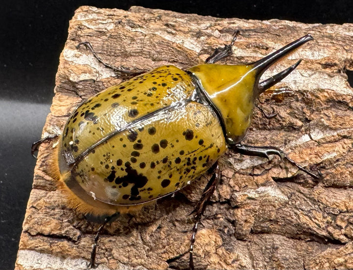 《ミヤシタシロカブト Free ペア》