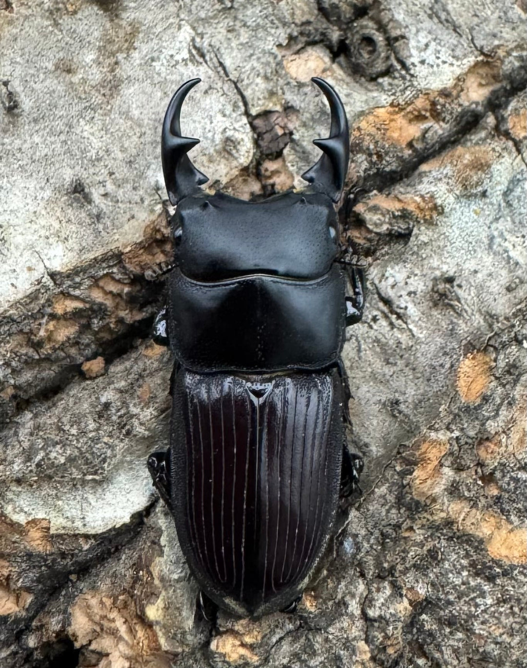 【F0】《カントンネブト Free ペア》