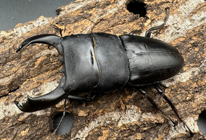 【WD】大型《南カマリネスヒラタ 91mm ペア》