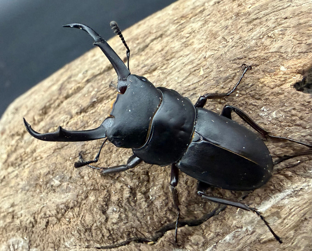 【F0】《コクワガタ 対馬産 38mm ♂♀♀トリオ》