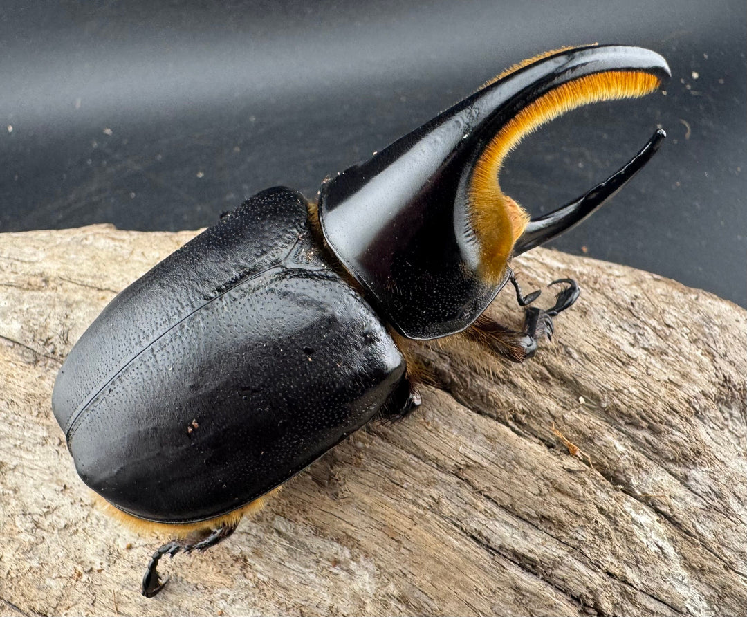 《サタンオオカブト 90mm ペア》inohiro109氏ブリード個体