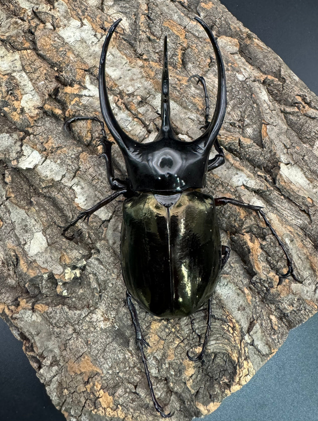 【WD】《ジャワコーカサスオオカブト 113mm A'品ペア》