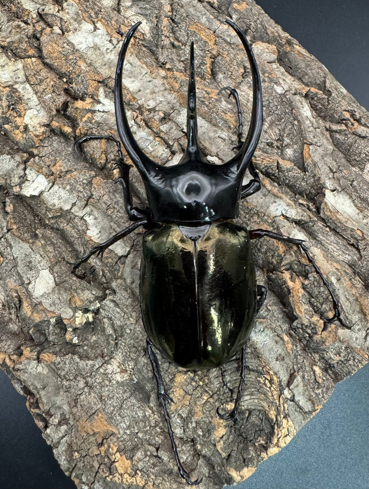 【WD】《ジャワコーカサスオオカブト 113mm A'品ペア》