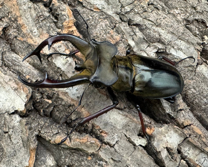 【WD】《チェンミヤマ 69.5mm ペア》