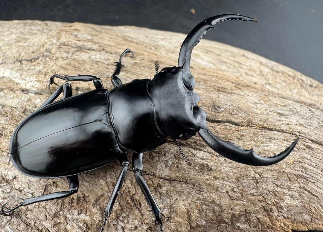 【WD】《ウエストウッディ亜種カズミアエ 雲南省産 61mm ペア》