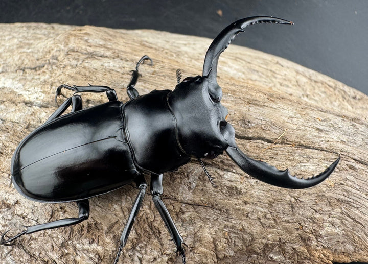 【WD】《ウエストウッディ亜種カズミアエ 雲南省産 61mm ペア》