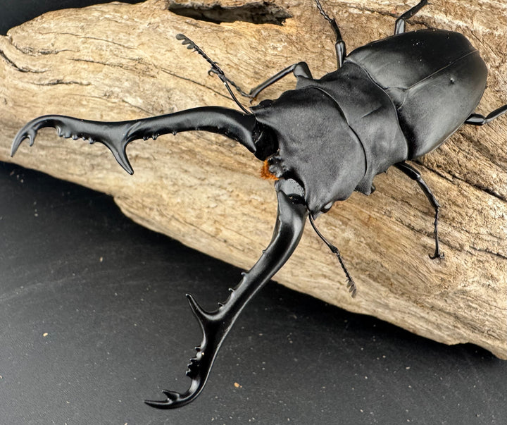 《ギラファノコギリ亜種ケイスケ 109mm ペア》