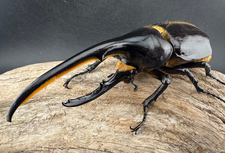 即ブリ《ヘラクレス・ヘラクレス 優良血統 139mm ペア》