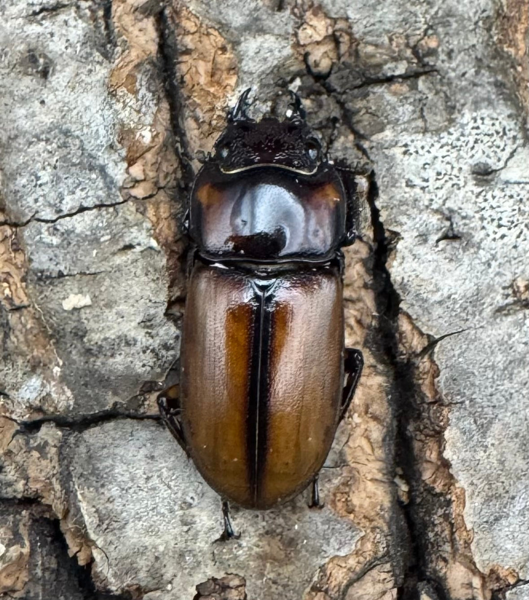 【WF1】《ブルイジンノコギリ タリアブ島産 35mm ペア》Moro氏ブリード個体