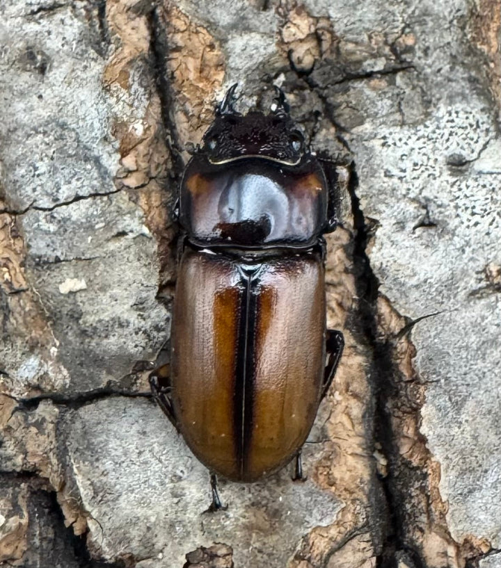 【WF1】《ブルイジンノコギリ タリアブ島産 35mm ペア》Moro氏ブリード個体