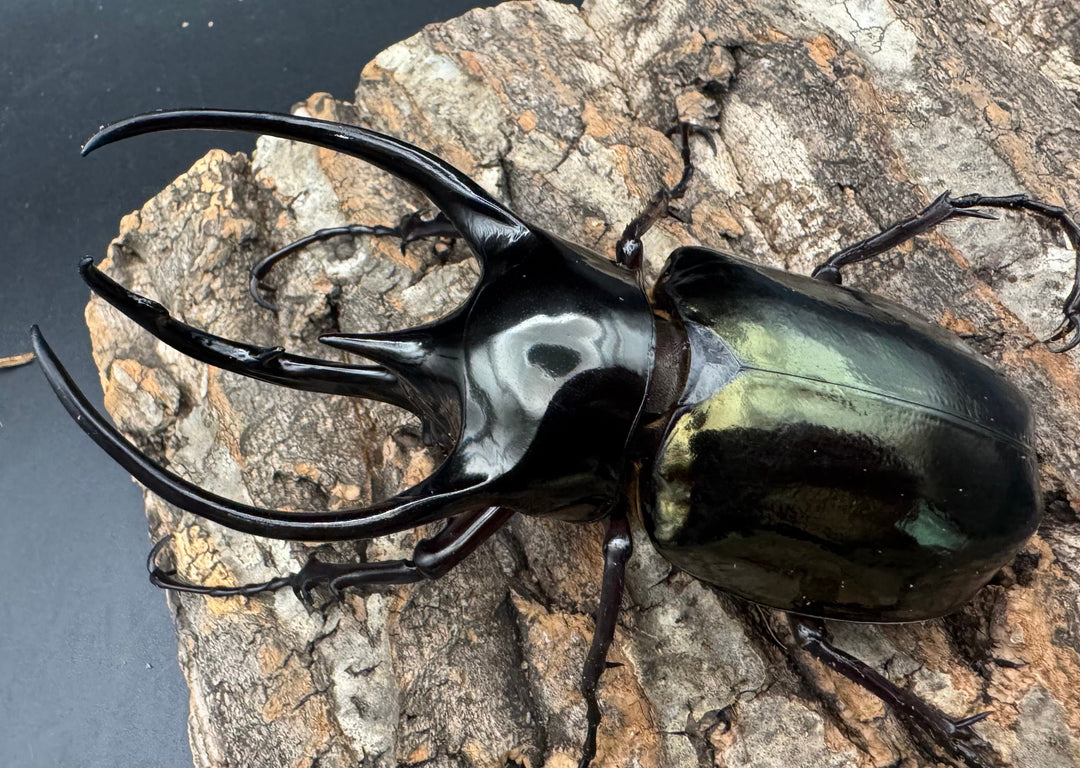 【WD】《ジャワコーカサスオオカブト 109mm ペア》