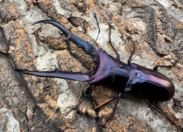 【美麗】《メタリフェルホソアカ 77mm ペア》わたくわ氏ブリード個体