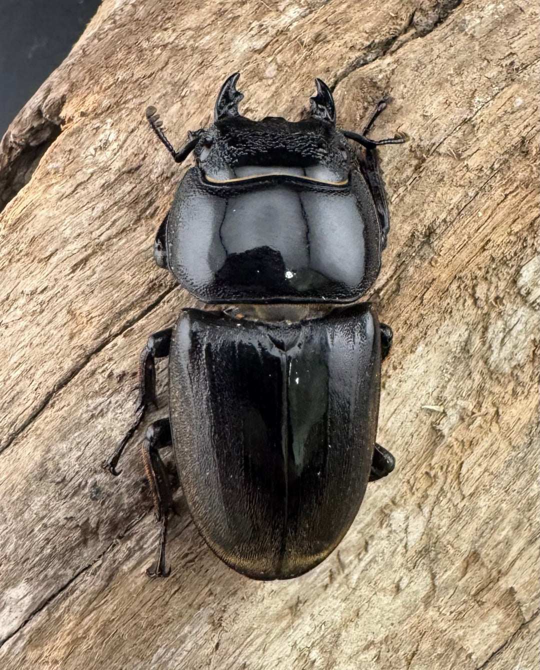 【WF4】《ダイオウヒラタ 東ジャワ産 80mm ペア》