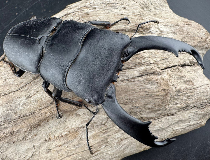 【WD】《西ペレンヒラタ（スラウェシオオヒラタ） 94mm ペア》