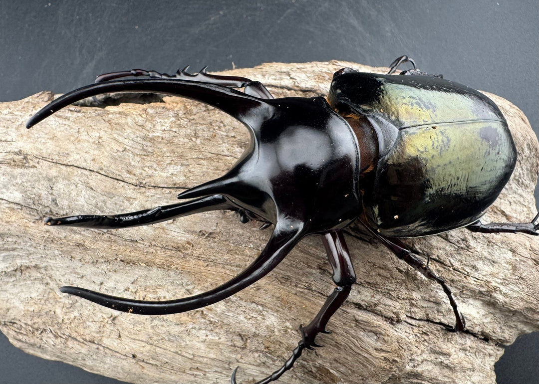 【WD】《ジャワコーカサスオオカブト 104mm ペア》