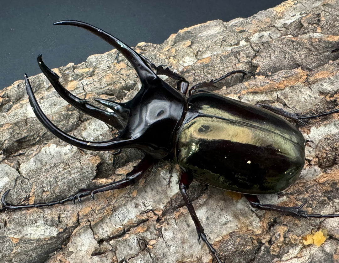 【WD】《ジャワコーカサスオオカブト 100mm ペア》