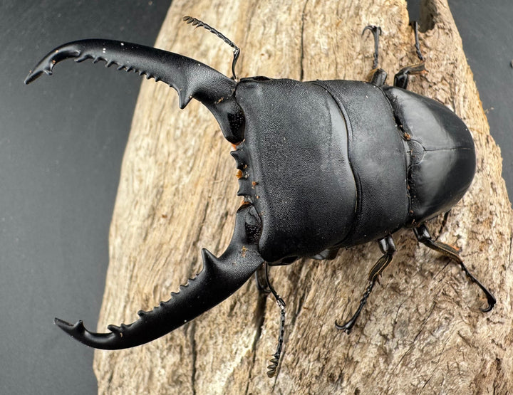 【WD】《パラワンオオヒラタ 86.5mm ペア》