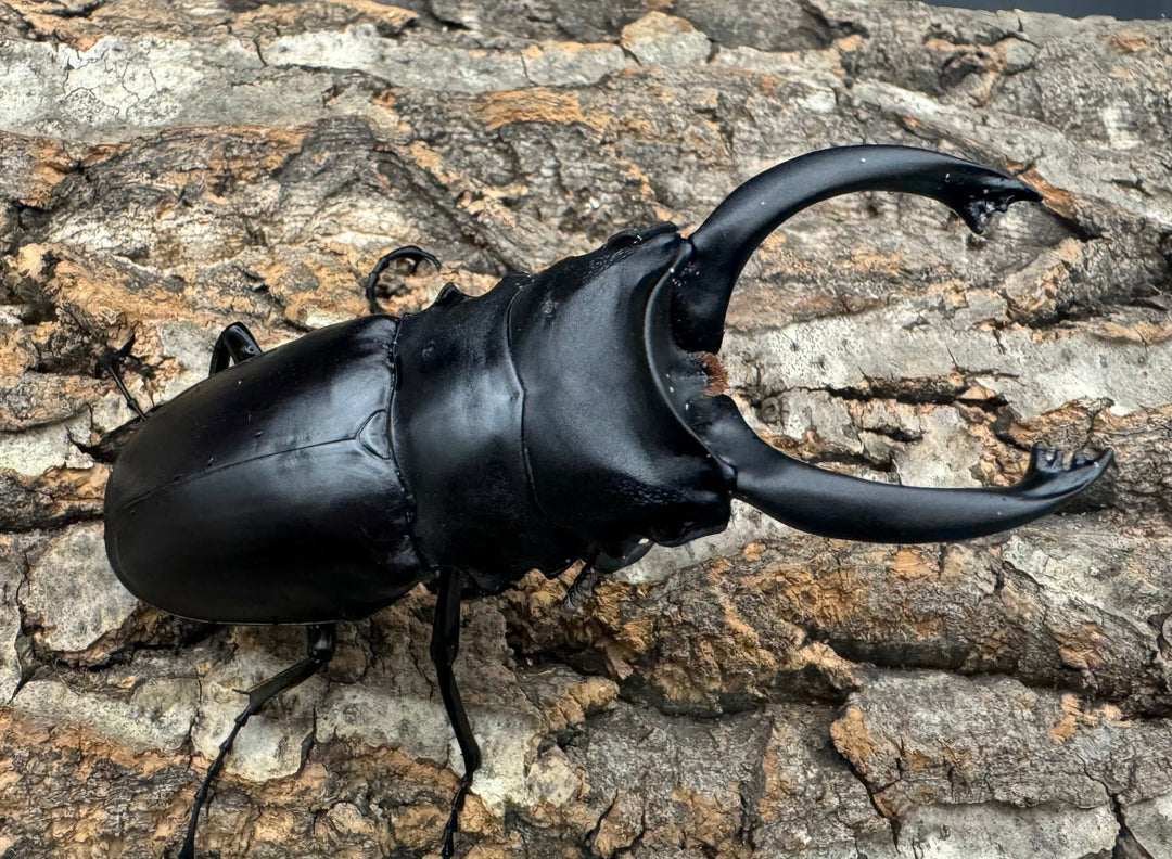 【WD】大歯《アルケスツヤクワガタ 86mm ペア》