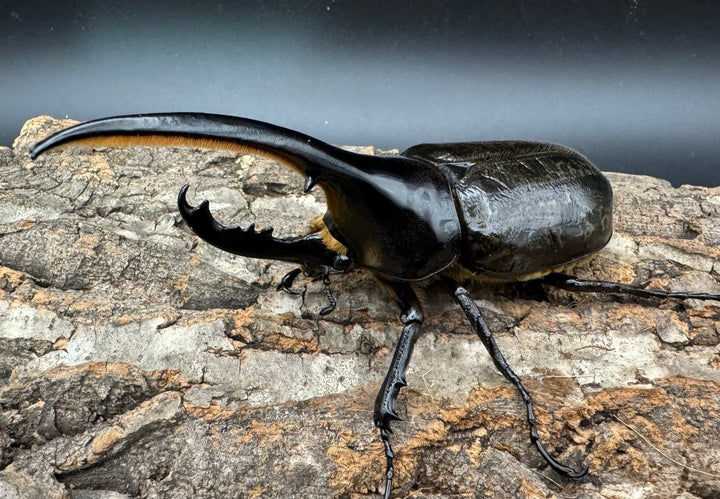 《ヘラクレス・ヘラクレス 126mm ペア》