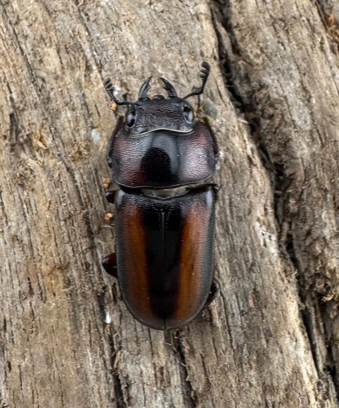 【WD】大型《エレガントゥルスコクワ亜種akaishii 27mm ペア》