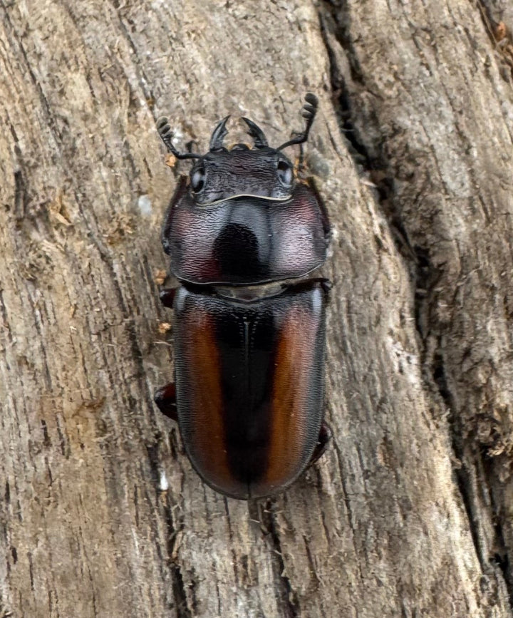 【WD】大型《エレガントゥルスコクワ亜種akaishii 27mm ペア》