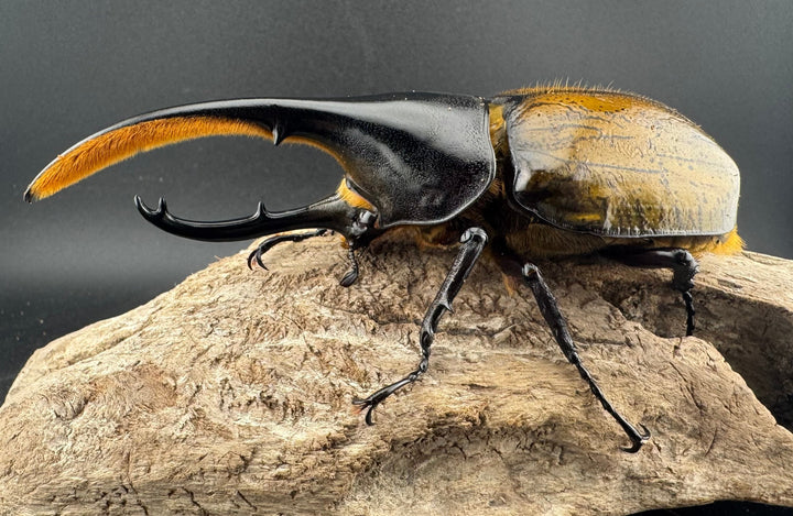 《 ヘラクレス・モリシマイ 煌血統アウトライン 123mm ペア》inohiro109氏ブリード個体