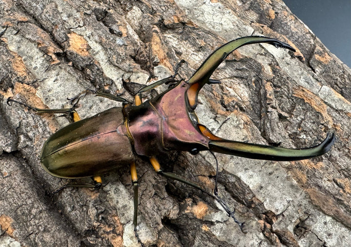 【WD】《エラフスホソアカクワガタ 88.5mm ペア》