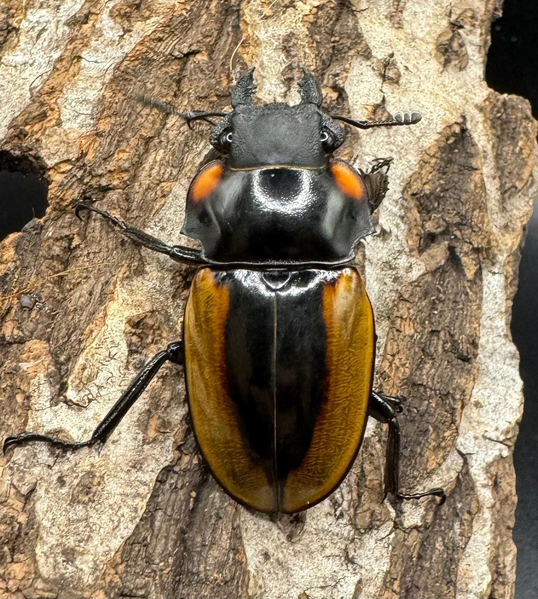 【WD】《ラコダールツヤクワガタ アチェ産 76mm ペア》